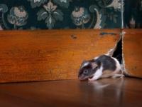 التخلص من الفئران