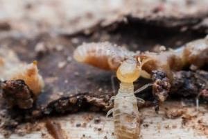 علاج الأرضة