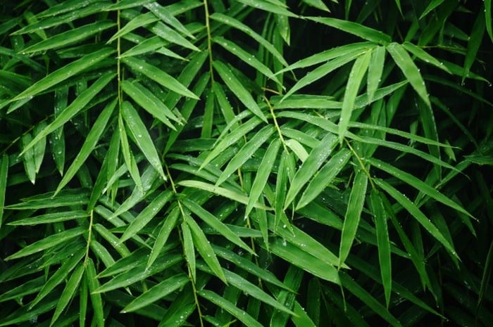 أوراق نبات بامبو